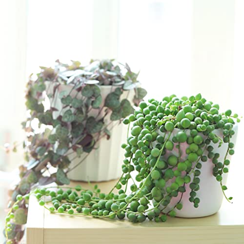 Succulents Box | Healthy Succulent, Houseplant String Live Easy Care Indoor House Plant, Fully Rooted In 2/4/6 Inch Sizes (4 Inch, String Of Pearls) #TOP4