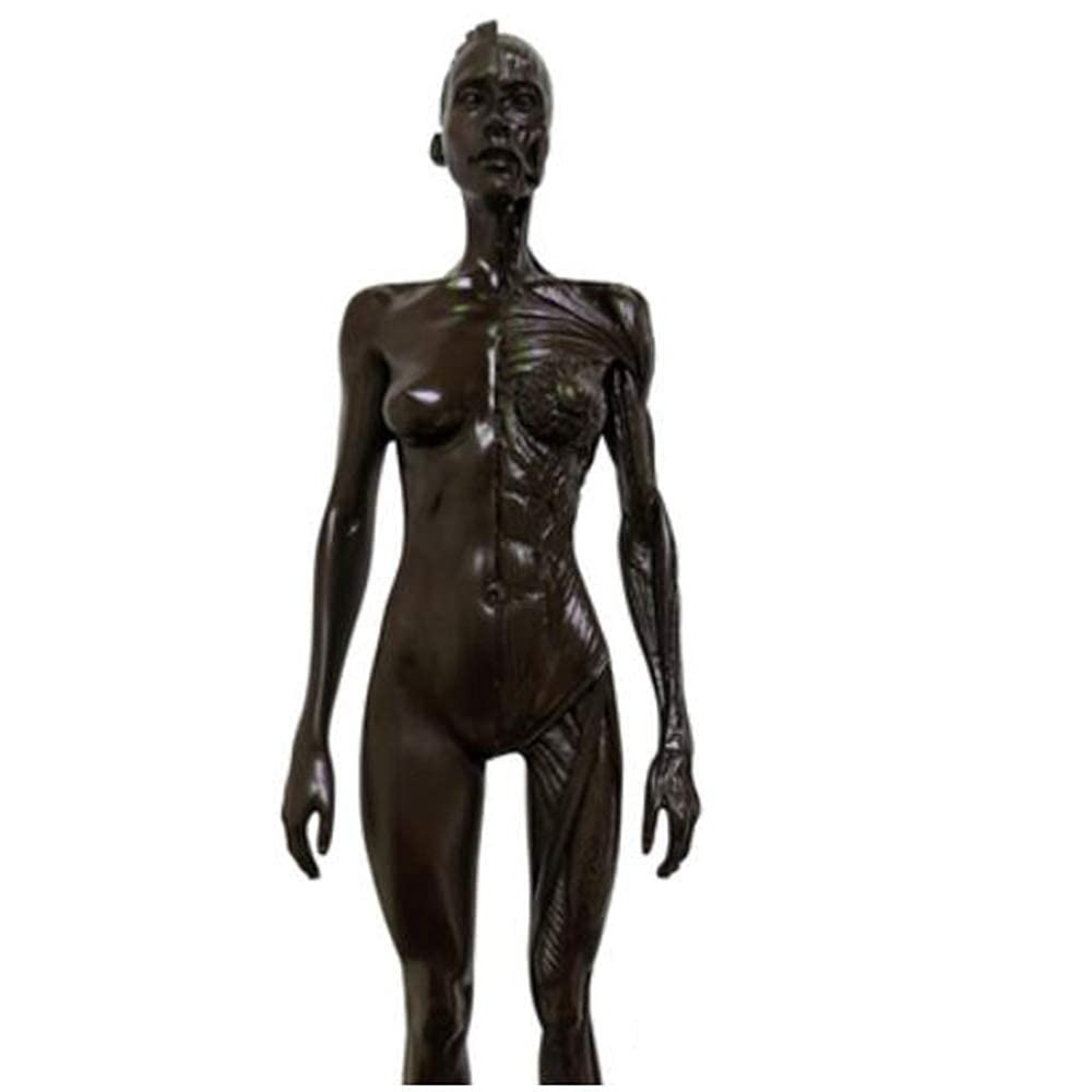 Modello Anatomico Modello di Figura Anatomica Umana - Materiale in Resina Figura Anatomica Femminile E Maschile E Modello di Ossa Muscolari Maschili