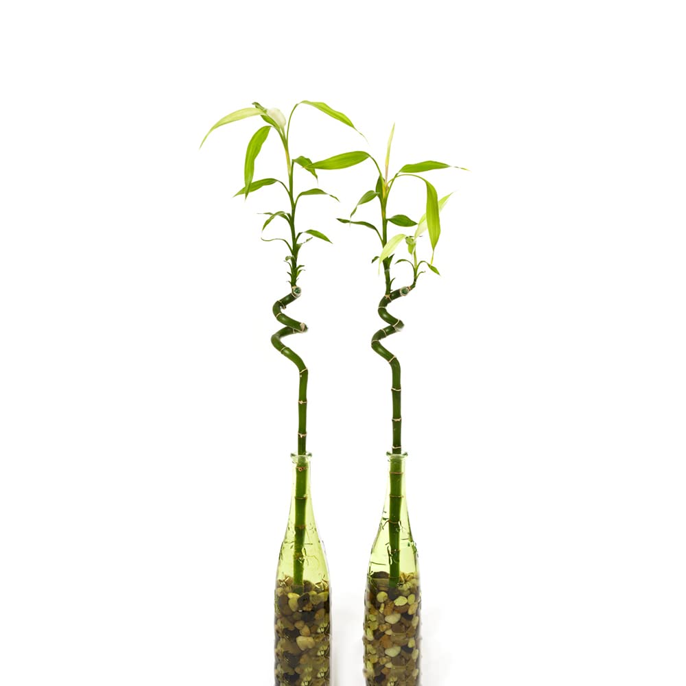 Glcksbambus Bonsai  Extrem Winterharte Kbelpflanzen Samen 10 Stck Fr  Balkon & Garten