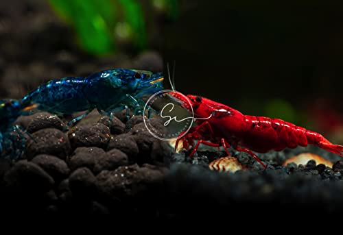 Swimming Creatures™ Premium Neocaridina Shrimp – Fun Two-Color Combo for a Vibrant Aquarium (5Red & 5Blue)
