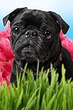 black pug puppy cute  Black Pug Writing Journal: 6\
