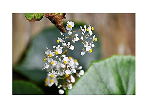 Seeds Plants Shop ID312 Lot de 15 graines de bégonia convallariodora pour plantes de jardin