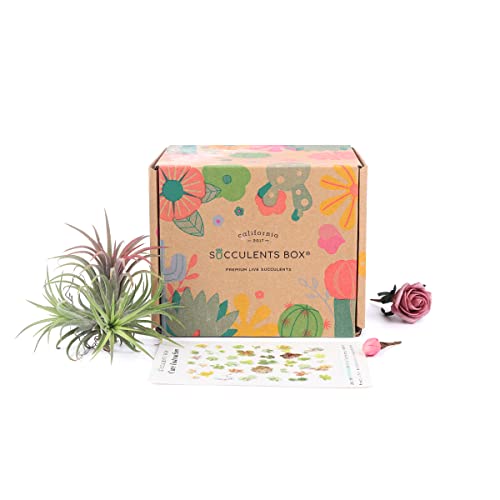 Succulents Box - Air Plant Subscription Boxes - 1 Airplant/Month - Birthday Gift For Women, Thank You Gift, Get Well Soon, Sympathy #TOP25