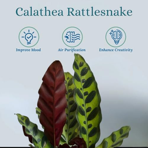 Rattlesnake Calathea Live Plant - Colorful Air Purifier - Image 4