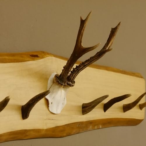 GTK - Geweihe & Trophäen KRUMHOLZ Geweih Garderobe mit 6 Haken aus Hirschspitzen auf Holzbrett Rehgeweih Wandgarderobe Unikat 27.8.99