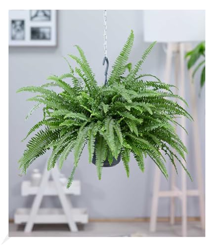 BALDUR Garten Hängepflanze Schwertfarn, 1 Pflanze, Luftreinigende Zimmerpflanze, unterstützt das Raumklima, luftreinigend Nephrolepis, Grünpflanze | ausladende Wedel, bis zu einem Meter lang,