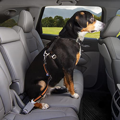 Kurgo Gurtschloss-Hundegurt fürs Auto, Kompatibel mit Tru-Fit Hundegeschirr, Von 38 cm auf 56 cm verlängerbar, Orange
