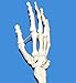 Wellden Product Anatomical Human Upper Limb Skeleton Model, Life Size