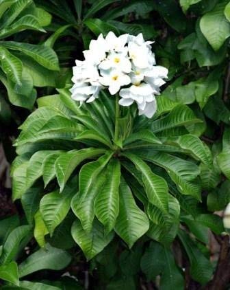 Green Paradise® Plumeria Pudica Live Plant (B07SV3L5JM) Amazon Price History, Amazon Price Tracker