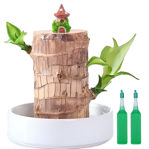 Brazilian Lucky Wood Plant Fortune Brazil Wood Potted Plant with Mushroom House Figurine Mini Brazil Decoration Desk Decor for Home & Office Desktop Planter