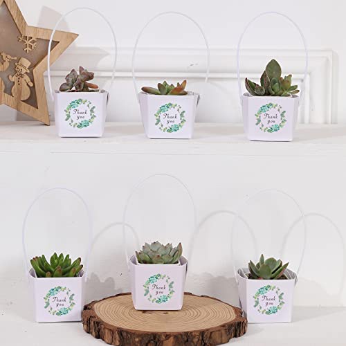 Review de Comprar suculentas los 10 mejores. 11 Imagen adicional