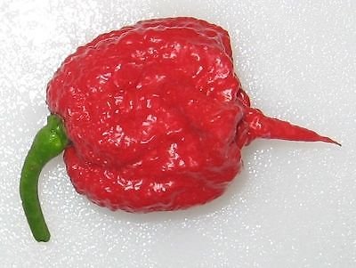 Graines de Carolina Reaper HP Piment le plus fort du monde Record du monde extrêmement fort: PAQUET DE 100 GRAINES
