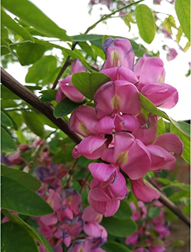 Rose Locust Seeds Pink Acacia Flower Robinia Hispida Fertilis Tree 50 Seeds #TOP2