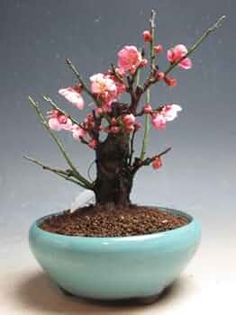 41UWLMxbTlL._AC_UF350,