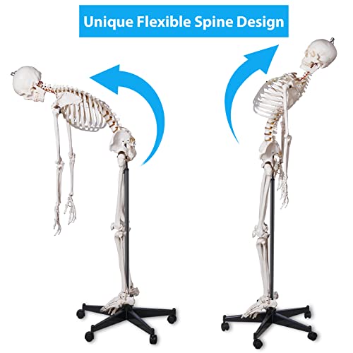 Image of breesky 70.8 Inches Flexible Human Skeleton Model for Anatomy - Life Size Medical Human Skeleton Model with Nervous System with Rolling Stand for Medical Study and Display 3 Posters