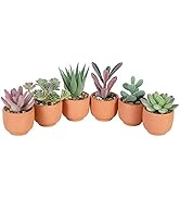 Nubry Mini Fake Plants in Terrine Pots Artificial Small Succulents Potted Faux Assorted Lifelike ...