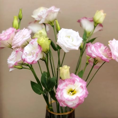 Semillas de Lisianthus, semillas de silvestres para lugares soleados de verano raras 450pcs
