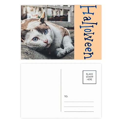 Cartes postales d'Halloween chat coloré : lot de 20 pour invitation et correspondance festive