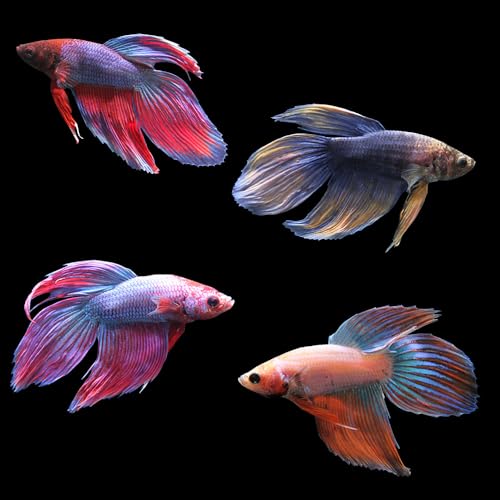 (熱帯魚)ベタ・トラディショナル マルチカラー