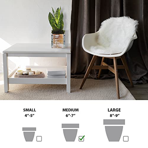 Live Sansevieria, Snake Plant, Houseplant Low Light, Mother's Day Gift, Office Gift Plant, Gardener Gift, Sympathy Gift, Birthday Gift For Women, Indoor Plant In 6" Wooden Gift Pot #TOP5