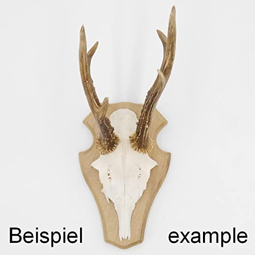 Generisch 5 Stück REH Trophäenschilder Stumpf klein in Eiche Hell AF 19 cm x 11 cm mit 5 Stück Gehörnklammern
