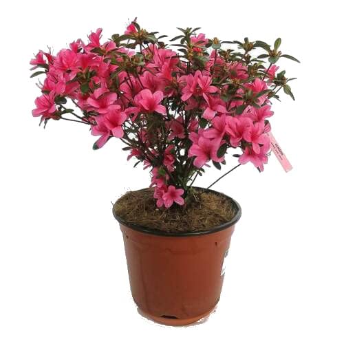 Azalea Natural Planta de Exterior de Grandes Flores Cover