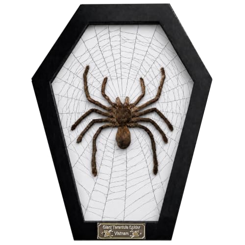 Real Giant Tarantula Spider Coffin Shadow Box with Spider Web CF18-56-WB-TR
