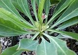 Euphorbia bupleurifolia Cacti Cactus Succulent Real Live Plant