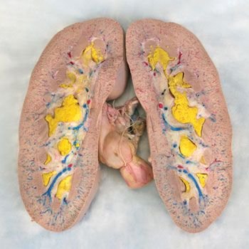 Carolina's Perfect Solution Pig Kidney, Plain, 1 Per Bag