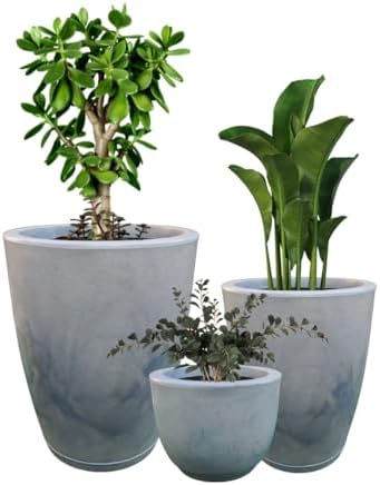 41UXYfzPpuL._AC_ As 3 melhores Plantas para Iniciar a cultivar