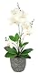 Flair Flower Schmetterling Orchidee