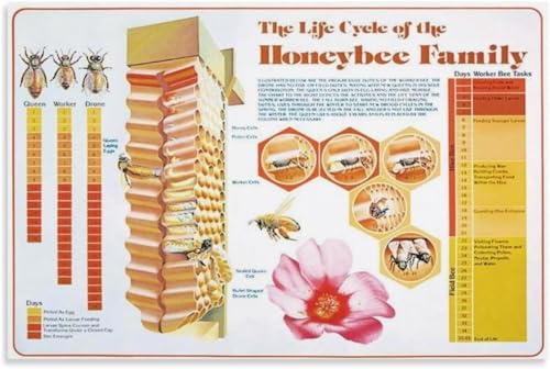 Educational Honeybee Life Cycle Detailed Colony Development Chart with Worker