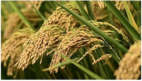 Image of Sampada Foods Agritech | Pusa Basmati Paddy Seeds 1509 | Pure Pusa Basmati Rice Seeds | For Farming Planting & Agriculture | 6 kg