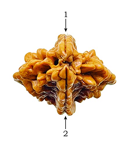Image of Siddha 2 /Two Mukhi Rudraksha, Laboratory Certified, Capped with Silver Between Indian Beads with Handmade Tassel, Size 22mm-28mm, Color-Brown (2 Mukhi Silver Rudraksha)