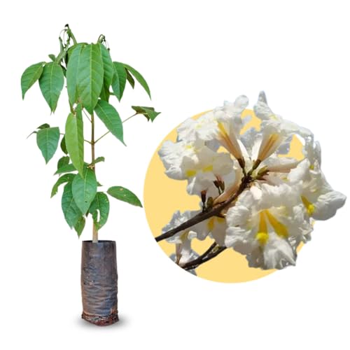 Muda de Ipê Branco Árvore Nativa