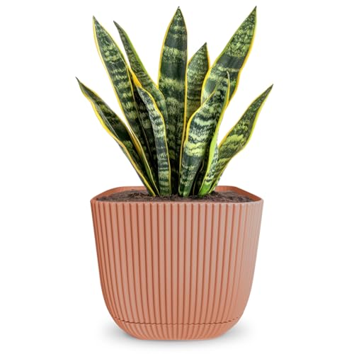 alqua 19CM Square Self Watering Plant Pot – Pink Plastic Flower Pot with Drainage – Large Modern Matte Planter for Indoor & Outdoor Use – Decorative Square Garden Pot – Stylish Plant Container
