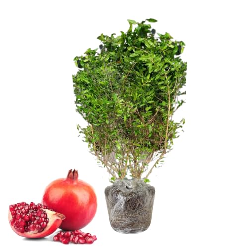 Sweet Pomegranate Tree Live Plant, 10-12' Tall, Wonderful Pomegranate Tree, Zone 8 to 11, Well...