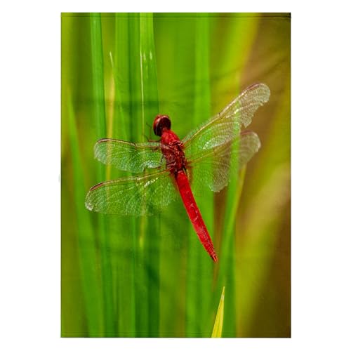 3dRose 22x30 Bath Towel - Chiang Mai Red Dragonfly