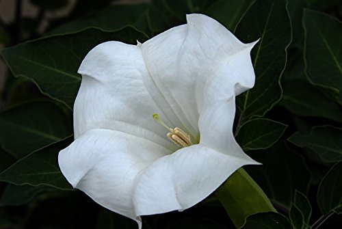 Non Gmo Bulk Morning Glory, Moonflower Flower Seeds (1/2 Lb) #TOP1