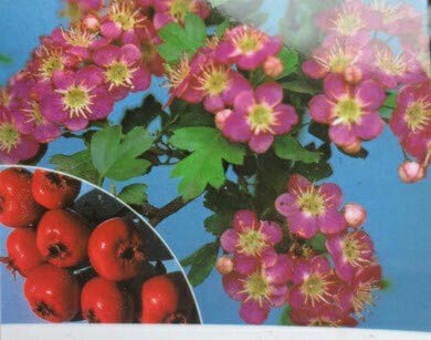 Amazon.co.jp: 【アウトレット】盆栽 紅花サンザシ（一重咲き）の