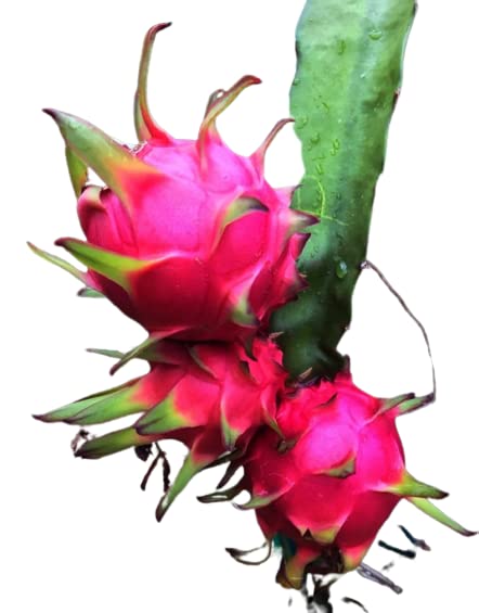 Organic Dragon Fruit Fertilizer For Both Growth & Fruiting. (450Gm), Granules - Image 3