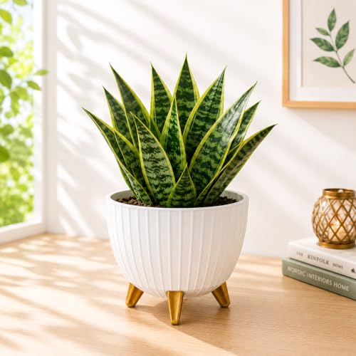 Image of (7 Inch) Plastic Flower Pot for Indoor Outdoor Plants with Stand, Decorative Ribbed Planter Pot with Legs, Round Gamala for Living Room, Pot for Office Table & Home (White,1)
