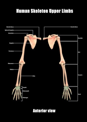 Image of Taanfu Body Educational Learning Anatomy Posters ，Skeleton Upper Limbs Art Skeleton Villi Anatomy Art Poster Digestive System Organs Illustration Small Intestine Physiology Anatomy Wall Art Villi