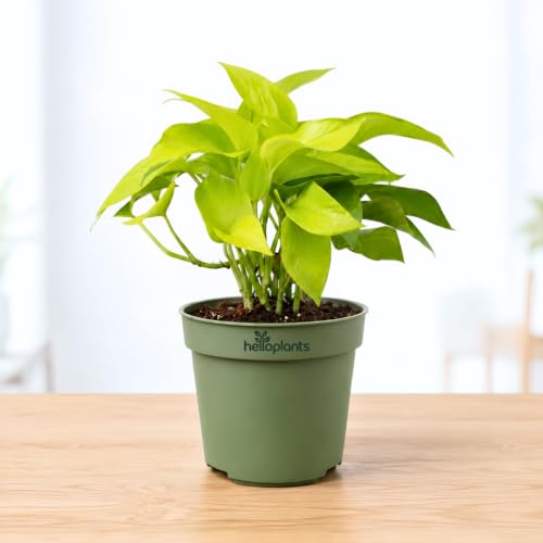 Image of Golden Money Plant with Grow Pot | Live Indoor Plant for Home Decor | Air Purifying Plant for Living Room & Office