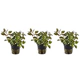 AquaOne Aquarium Pflanze 3 Stück Ludwigia repens 'Rubin' Wasserpflanze Nr.033D Aquariumpflanzen Set