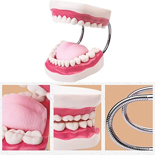 Modèle d'enseignement dentaire pour comprendre la structure des dents orales - 6