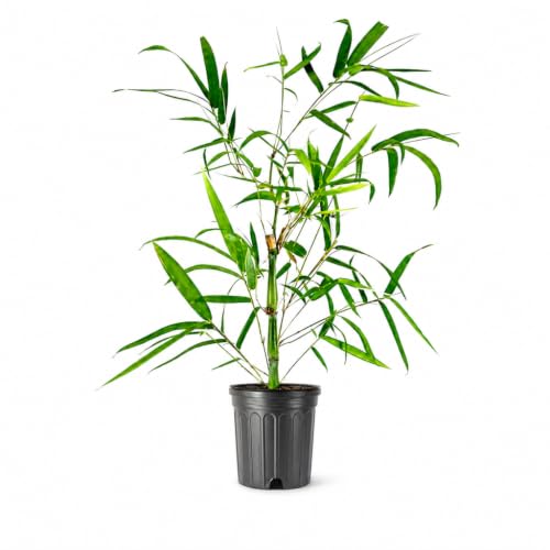 Dwarf Buddha Belly Bamboo | 2 Live Plants | Bambusa Vulgaris Wamin | Rare Unique Beautiful Specimen...