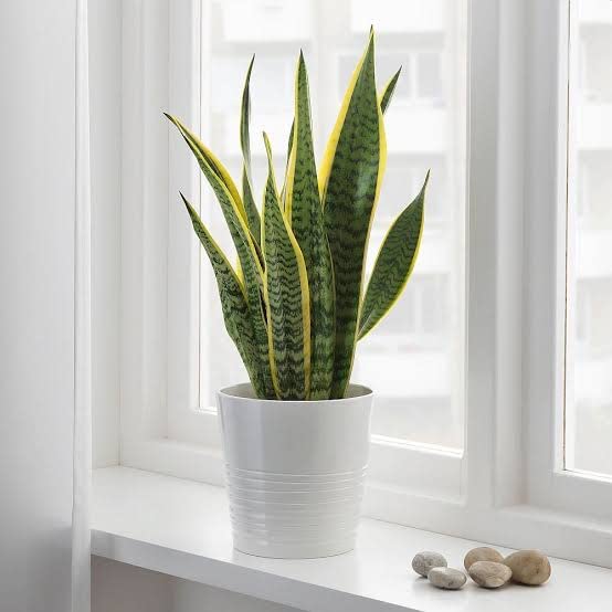 BISWAS PLANTS HOUSE` Snake Plant"Dracaena Trifasciat"Indoor Natural Air Purifier live plant(pack of-1) WB14 (B0CPYNQF23) Amazon Price History, Amazon Price Tracker