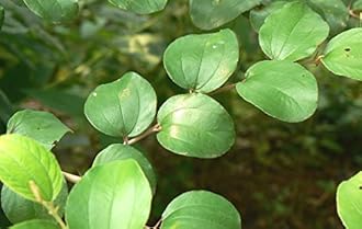 Ber Leaves Ber Ka Patta