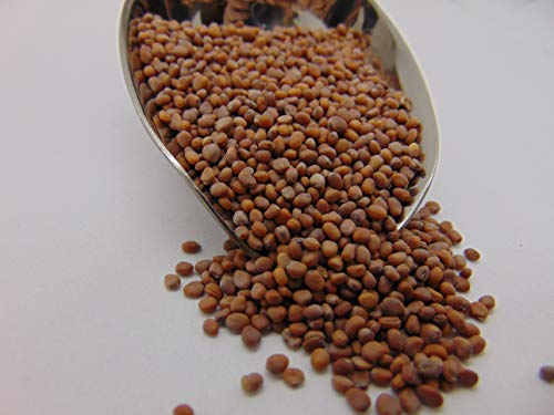 50+ Pk Bunny Tail Radish Seed, Home Garden, Sprouting Seeds #TOP2